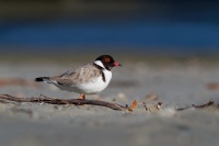 Kulik cernohlavy - Thinornis cucullatus - Hooded Plover o4988